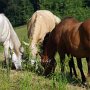 gelocktes Pferd - verschiedene